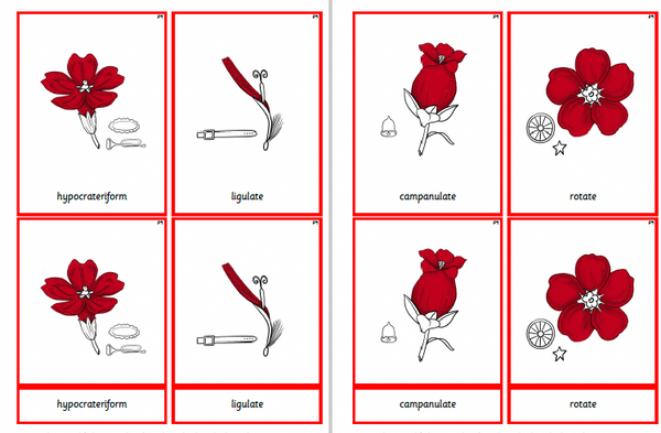Montessori Botany Nomenclature Cards for the Study of Flowers - Set F1 - F16