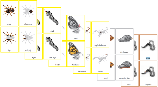 Bundle: Montessori Invertebrates Nomenclature 3-Part Cards for Parts o ...